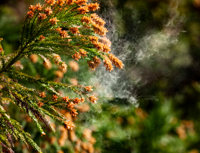 アレルギー性結膜炎とは